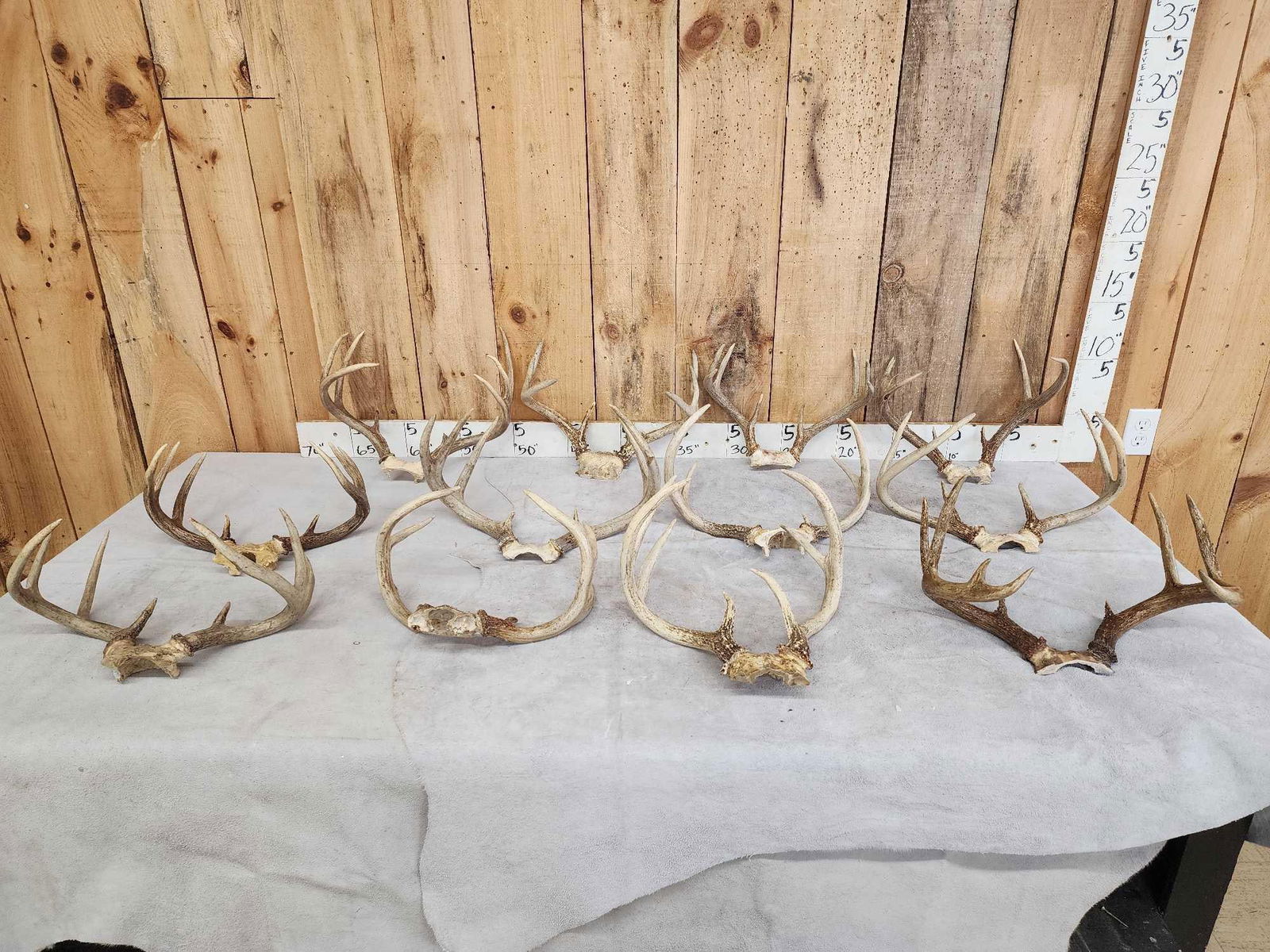 12 Sets Of Whitetail Antlers On Skull Plate (1 of 8)