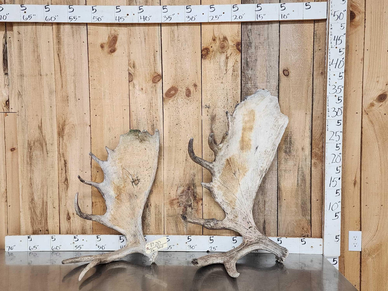 22 Lbs Of Alaskan Moose Shed Antlers: 37.20 Great for decor or landscaping