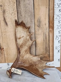 8.6 Lbs Moose Antler