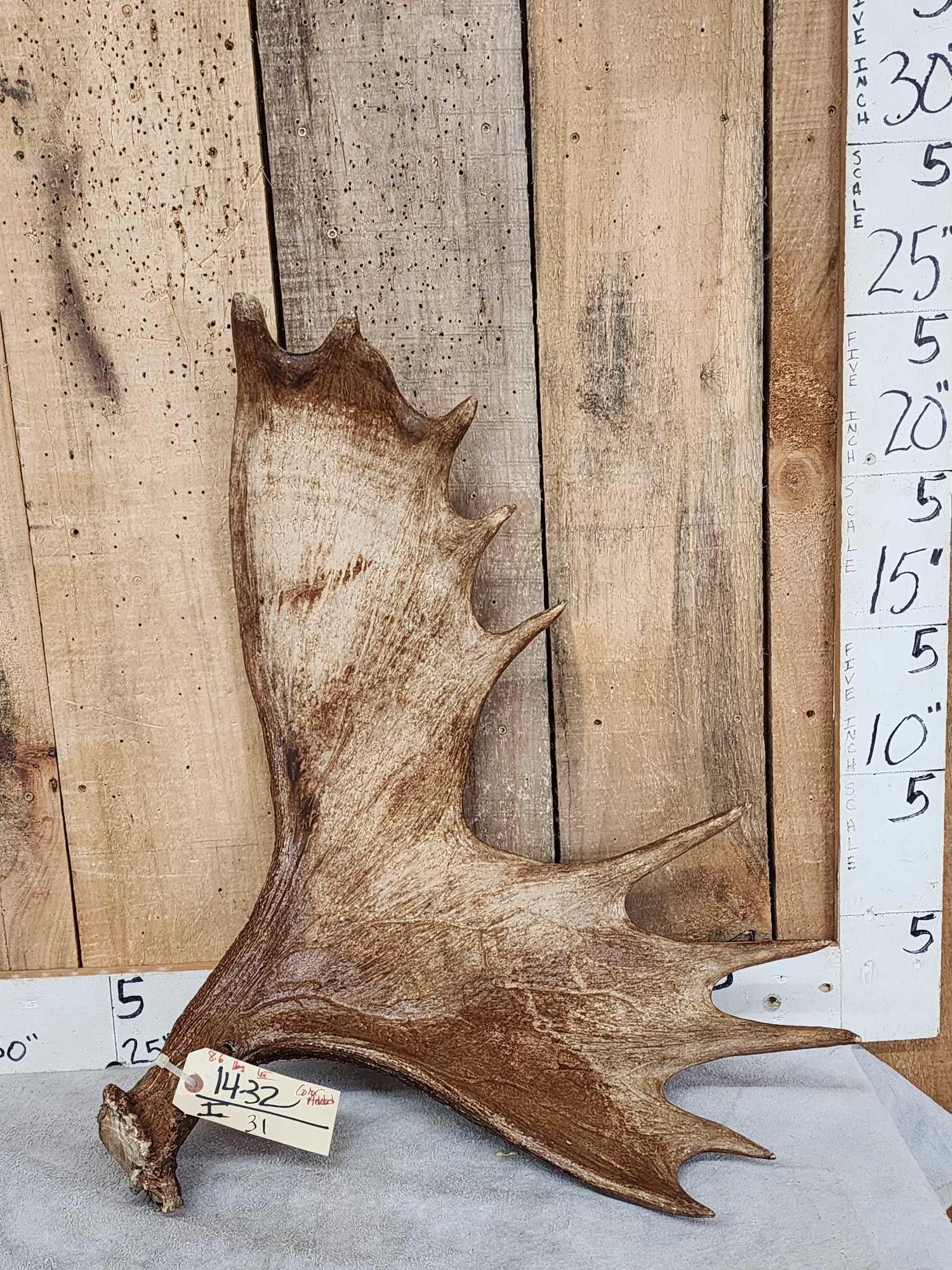 8.6 Lbs Moose Antler (1 of 2)