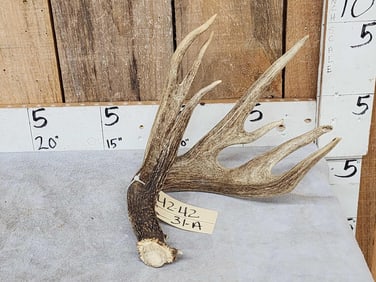 Main Frame 5 Point Canadian Whitetail Shed Antler