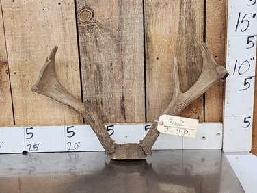 Vintage Palmated Whitetail Antlers On Skull Plate