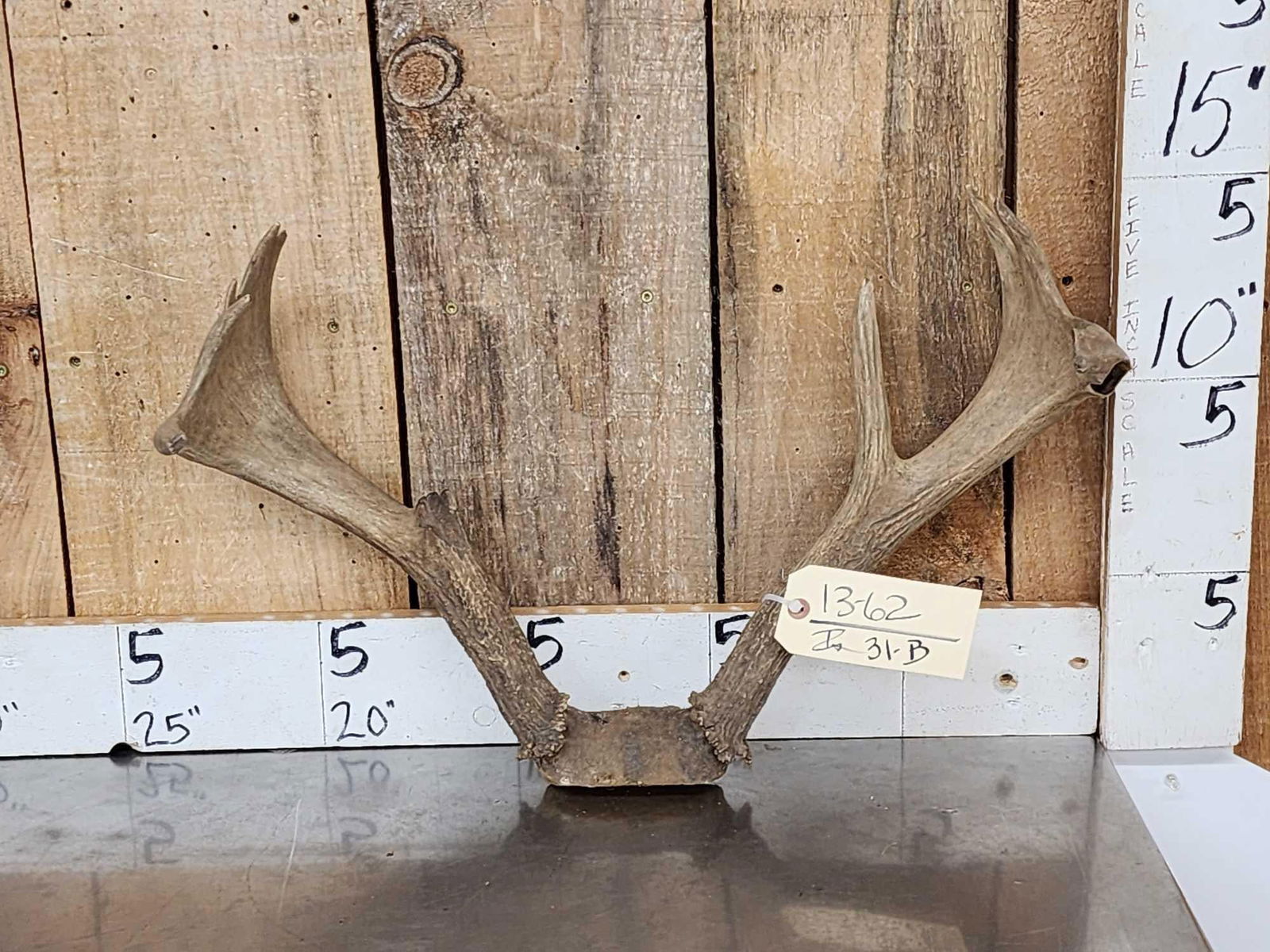 Vintage Palmated Whitetail Antlers On Skull Plate (1 of 4)