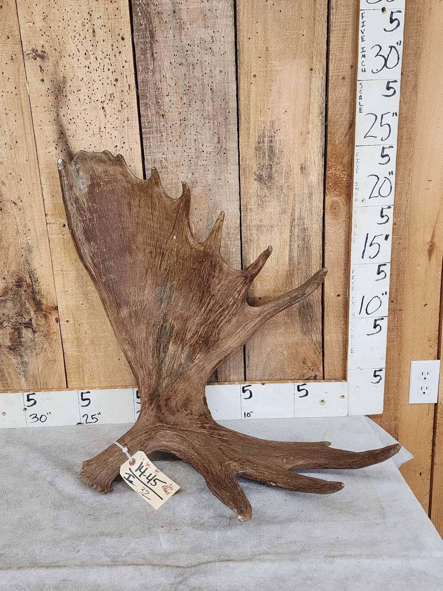 11.4 Lbs Moose Shed Antler (1 of 3)