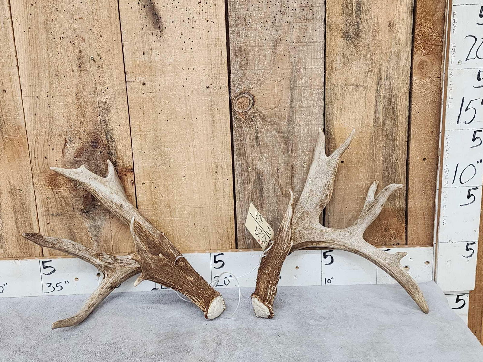 Big Heavy Mass 5x5 Whitetail Shed Antlers (1 of 10)