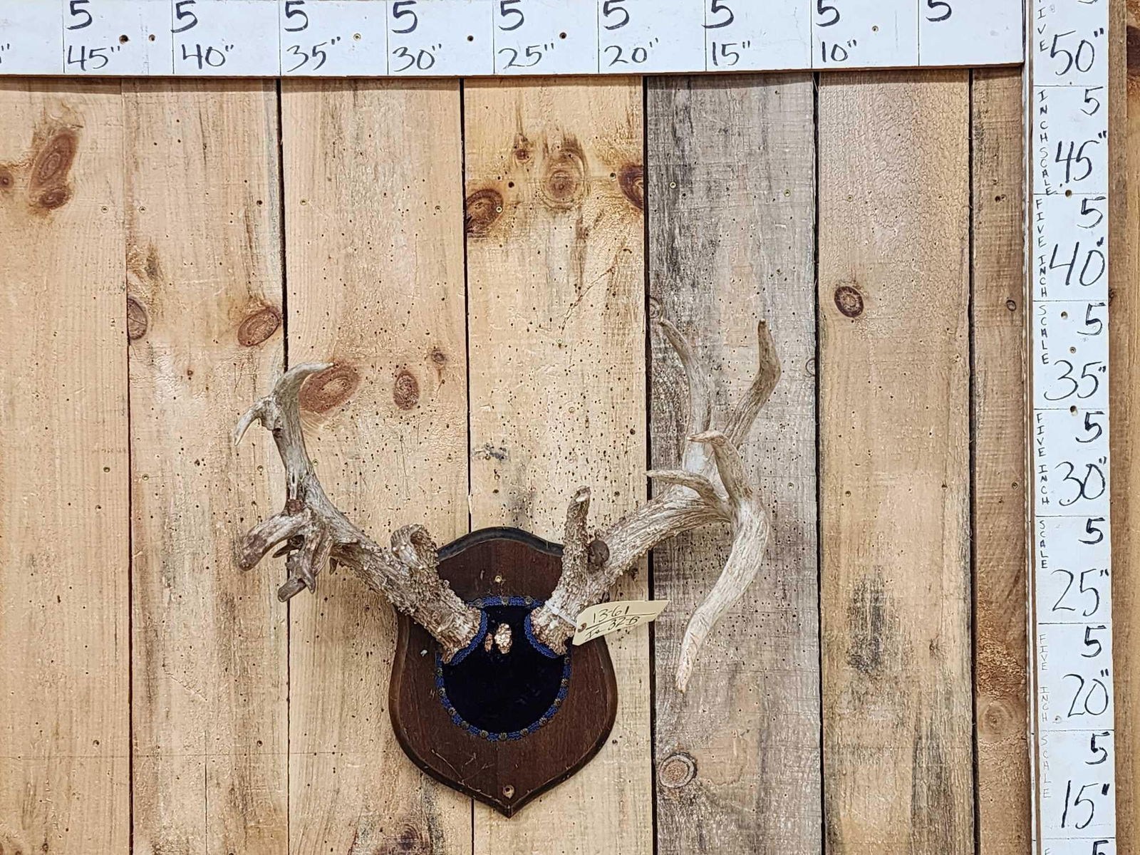 FREAK 4 Pedicle Whitetail Antlers On Plaque (1 of 9)