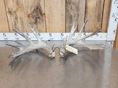 Main Frame 6x6 Whitetail Shed Antlers