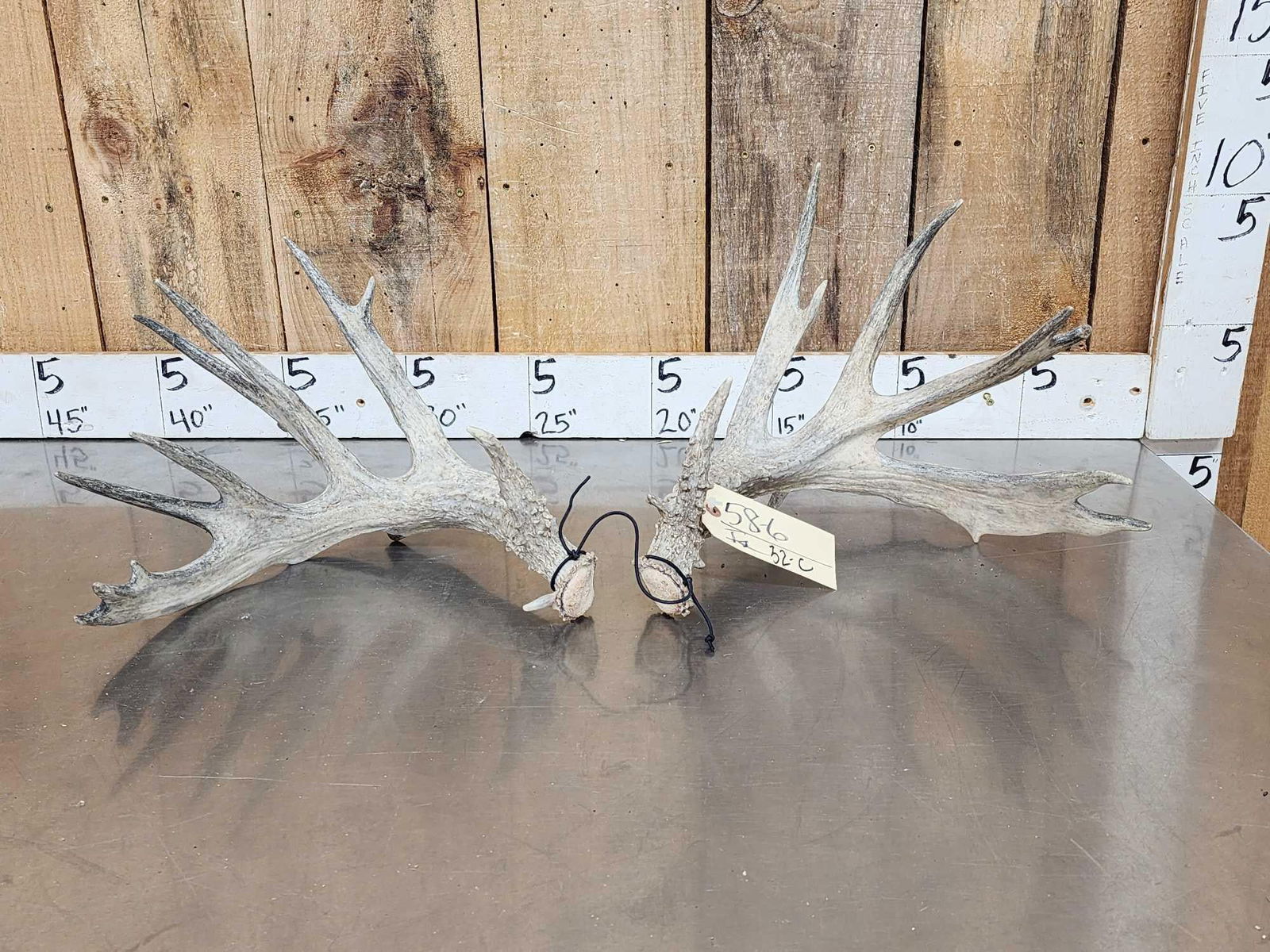 Main Frame 6x6 Whitetail Shed Antlers: 58.6 Self displaying sheds lots of character with extras