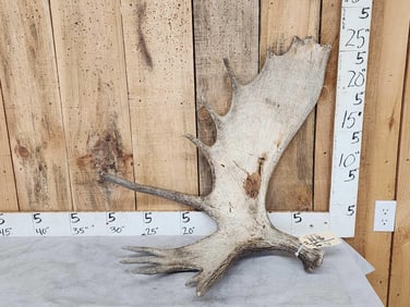 13.4 Lbs Moose Shed Antler