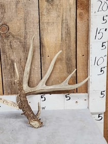 Gorgeous 5 Point Wild Kansas Whitetail Shed Antler