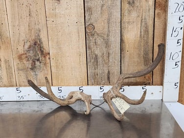 Set Of Freak Elk Shed Antlers