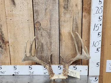 Extra Nice Wild Iowa 5x5 Whitetail Antlers On Skull Plate