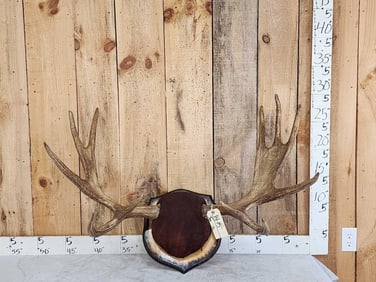 38" Wide Moose Antlers On Plaque