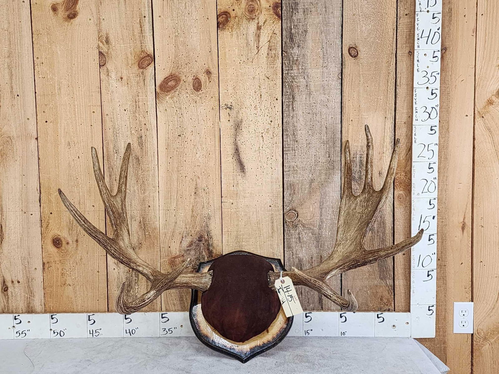 38" Wide Moose Antlers On Plaque (1 of 3)