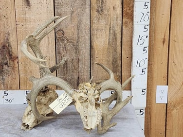 2 Big Sets Of Locked Whitetail Antlers On Skulls