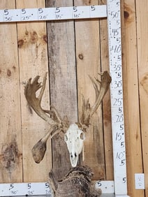 Big 200" Class Droptine Whitetail Antlers On Skull