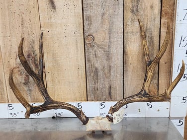 Big Vintage 5x5 Mule Deer Antlers On Skull Plate