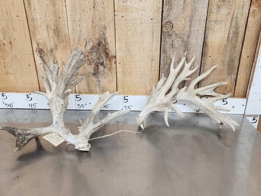 Set Of High 200 Class Whitetail Shed Antlers