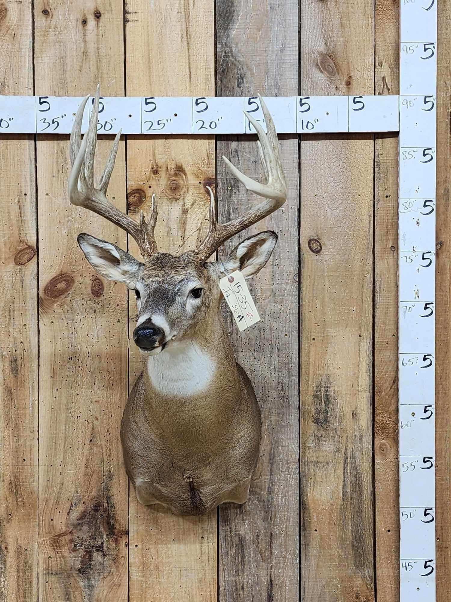 6x5 Whitetail Shoulder Mount Taxidermy (1 of 7)