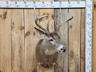 4x4 Whitetail Shoulder Mount Taxidermy