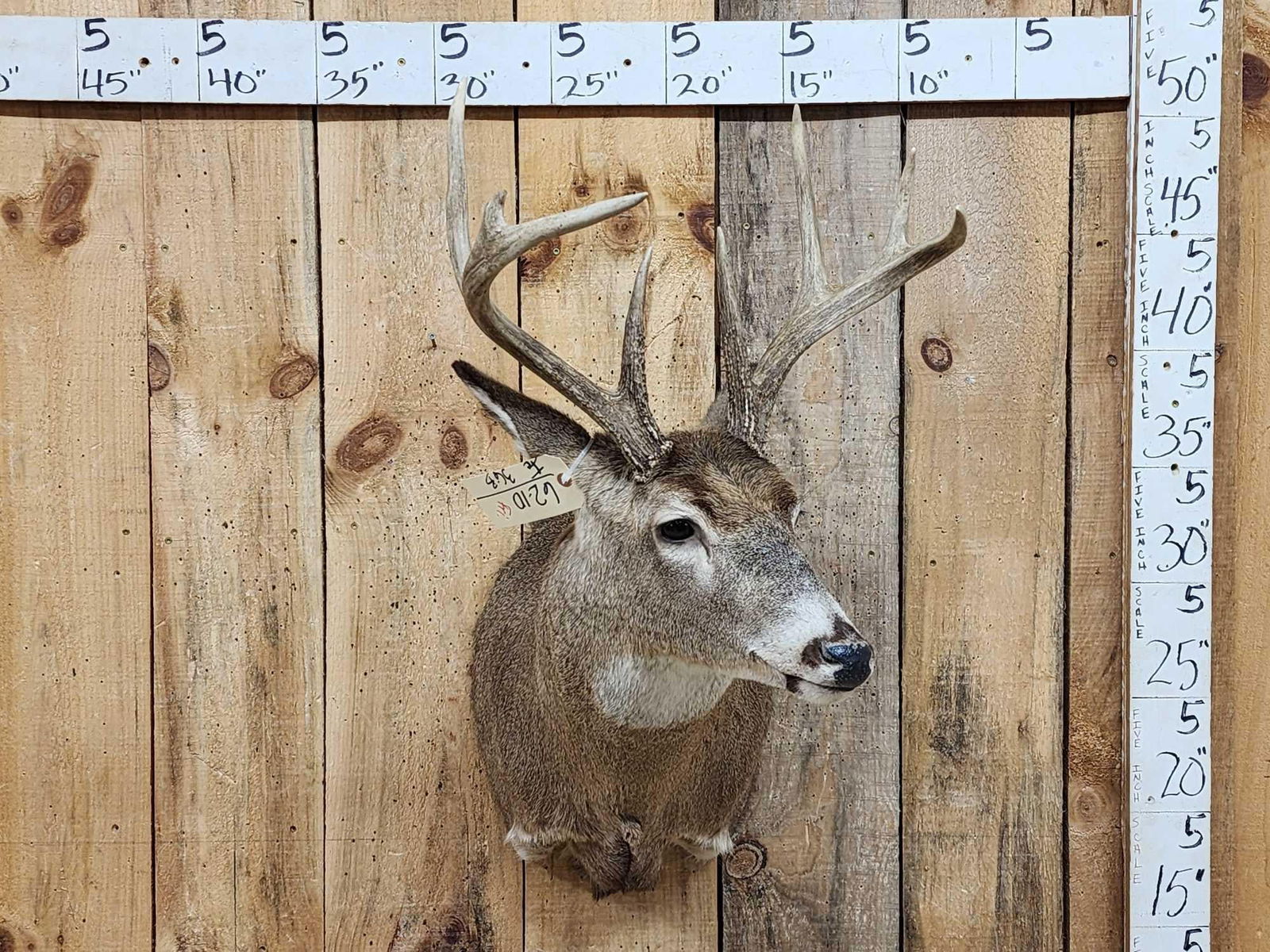 4x4 Whitetail Shoulder Mount Taxidermy (1 of 6)