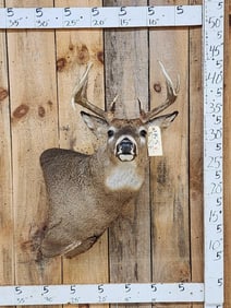 Mini Monster 6x5 Wild Whitetail Shoulder Mount Taxidermy