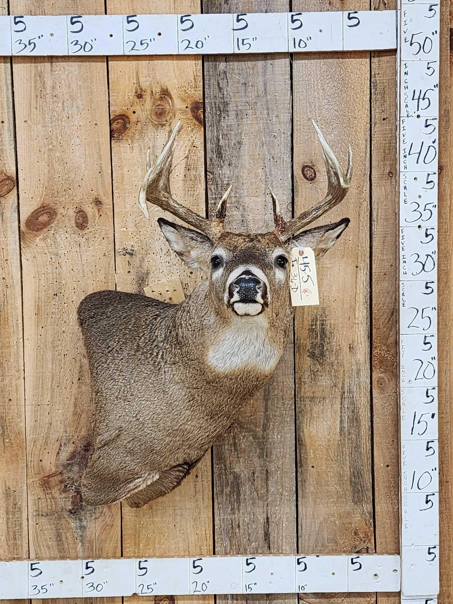 Mini Monster 6x5 Wild Whitetail Shoulder Mount Taxidermy (1 of 8)