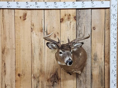 4x4 Whitetail Shoulder Mount Taxidermy
