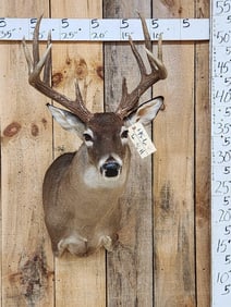 Extra Nice Wild 5x5 Whitetail Shoulder Mount Taxidermy