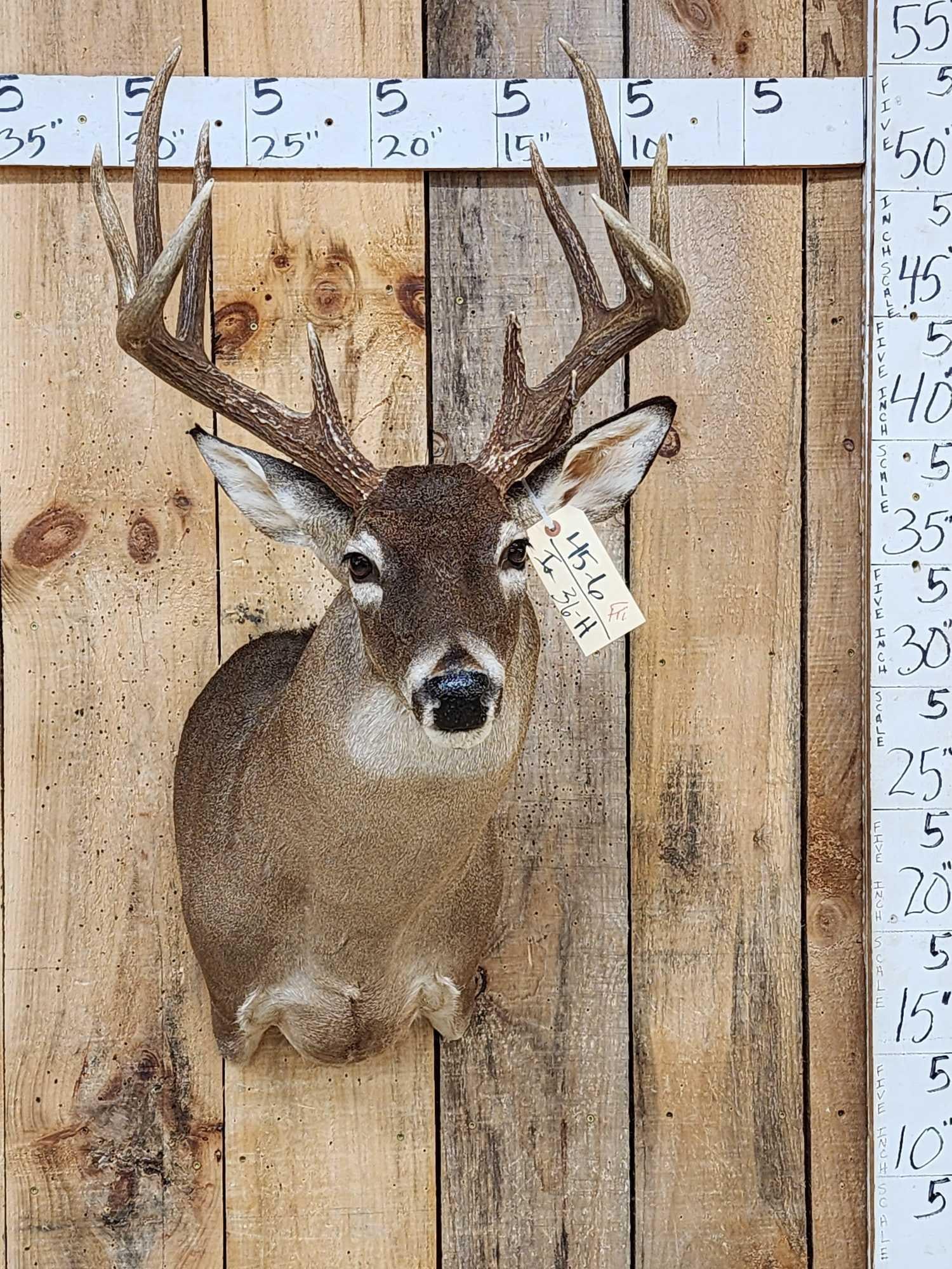 Extra Nice Wild 5x5 Whitetail Shoulder Mount Taxidermy (1 of 5)