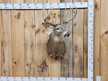 5x5 Whitetail Shoulder Mount Taxidermy