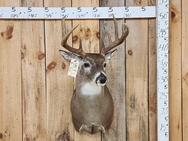 Nice 5x5 Whitetail Shoulder Mount Taxidermy