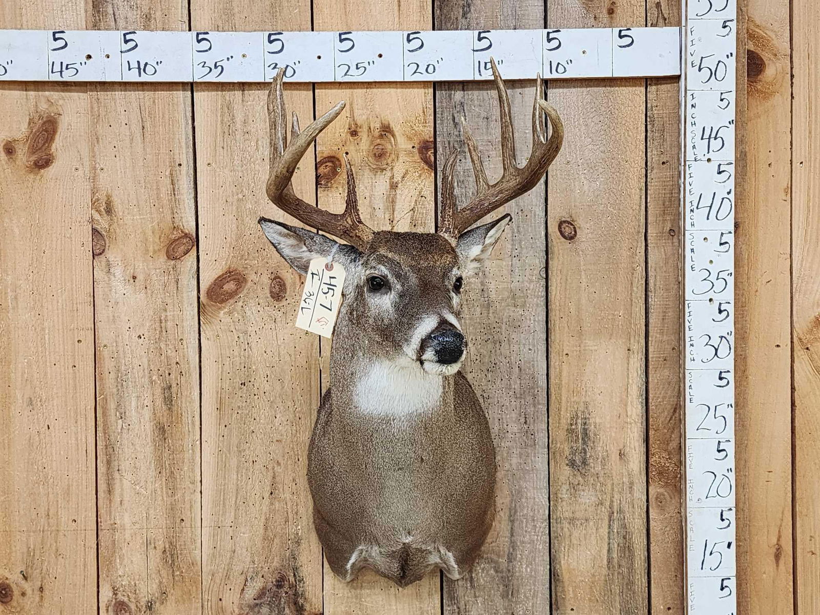 Nice 5x5 Whitetail Shoulder Mount Taxidermy: 45.7 Pretty mount great Taxidermy Artwork