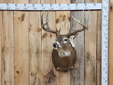 4x5 Whitetail Shoulder Mount Taxidermy