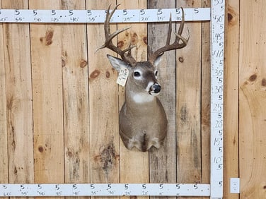 NICE Main Frame 5x5 Whitetail Shoulder Mount Taxidermy