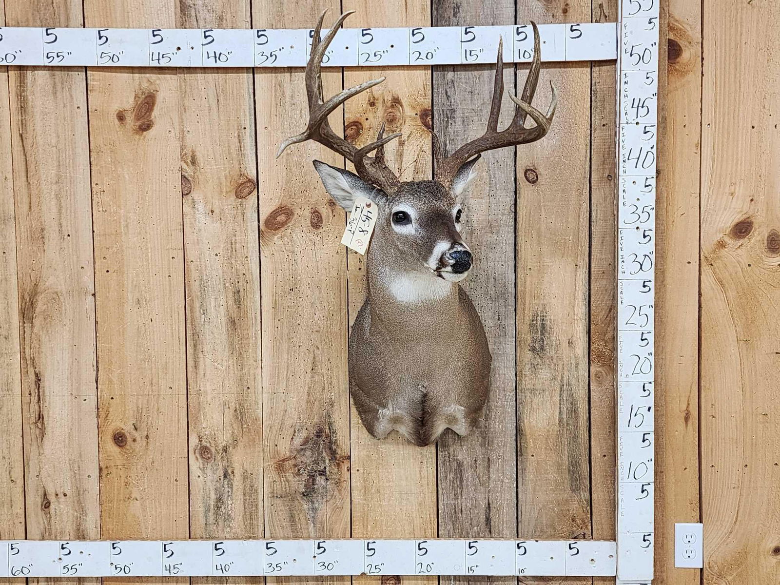 NICE Main Frame 5x5 Whitetail Shoulder Mount Taxidermy (1 of 7)