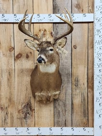 4x5 Whitetail Shoulder Mount Taxidermy