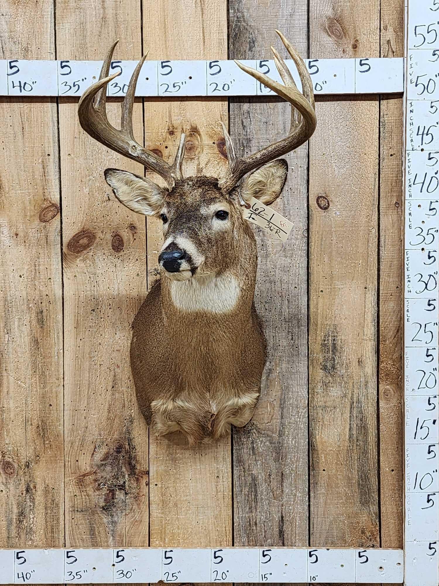 4x5 Whitetail Shoulder Mount Taxidermy (1 of 6)