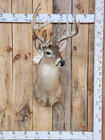 Nice Main Frame 7x7 Whitetail Shoulder Mount Taxidermy