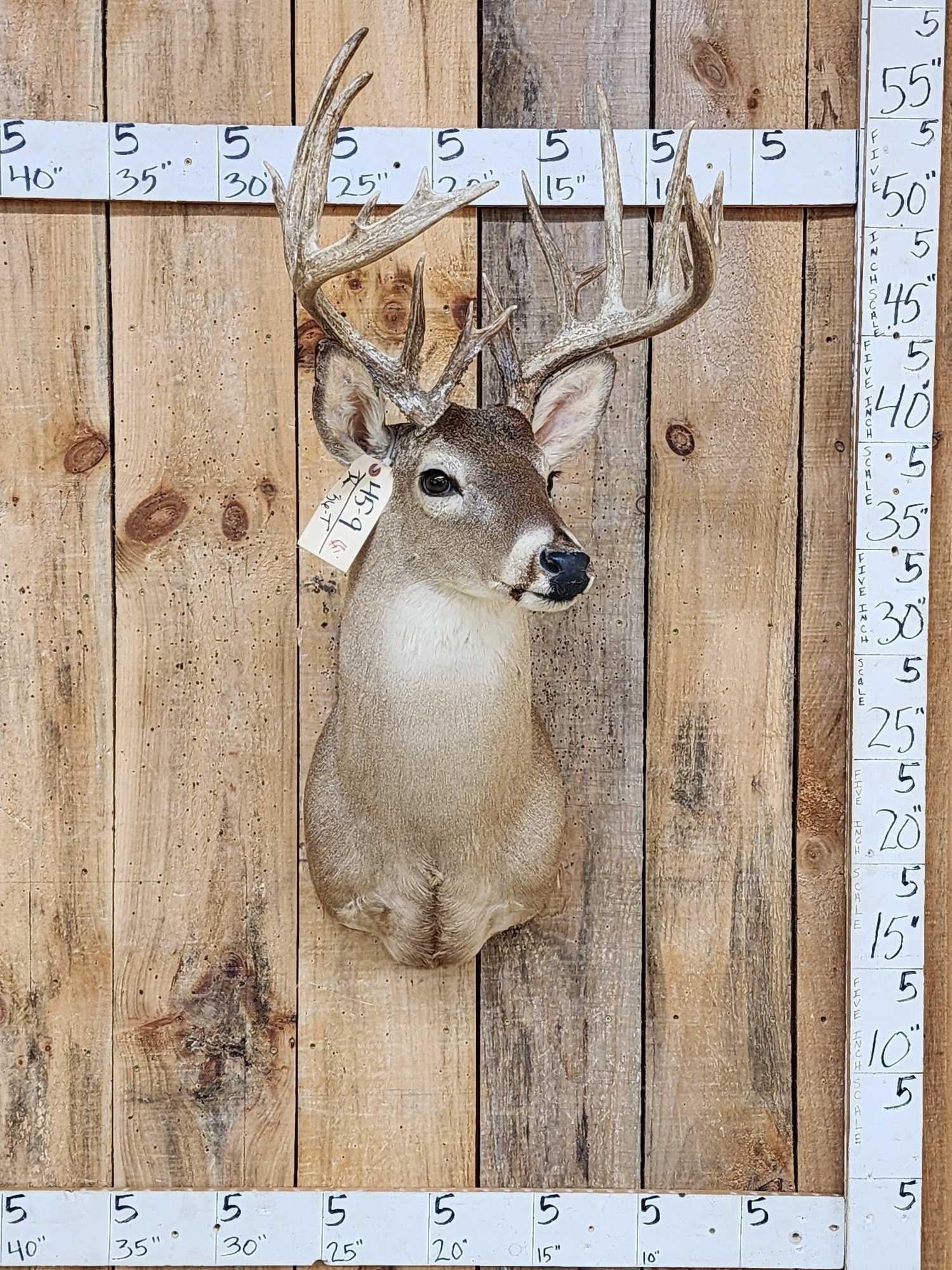Nice Main Frame 7x7 Whitetail Shoulder Mount Taxidermy (1 of 6)