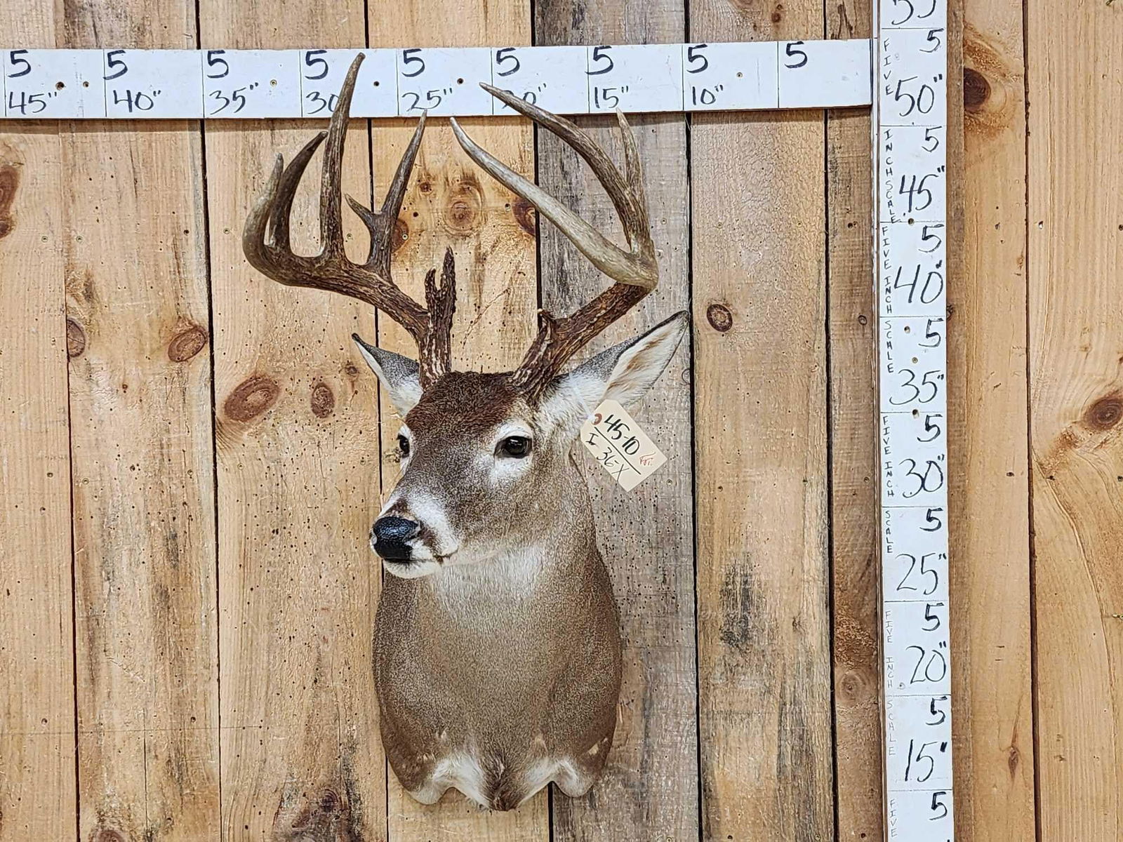 Nice 4x5 Whitetail Shoulder Mount Taxidermy (1 of 7)
