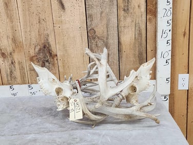 2 Big Sets Of Locked Whitetail Antlers On Skulls