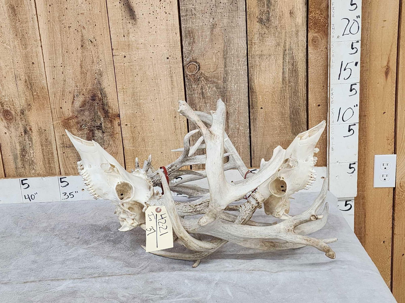 2 Big Sets Of Locked Whitetail Antlers On Skulls (1 of 11)