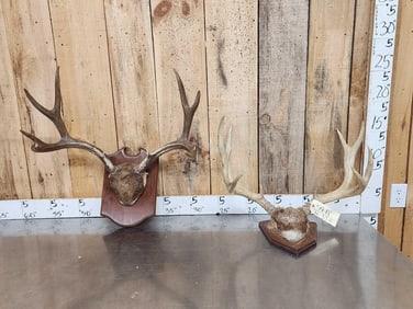 2 Sets Of Mule Deer Antlers On Plaques