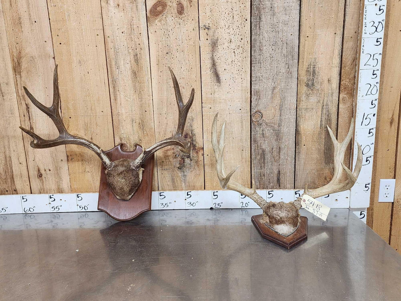 2 Sets Of Mule Deer Antlers On Plaques (1 of 7)