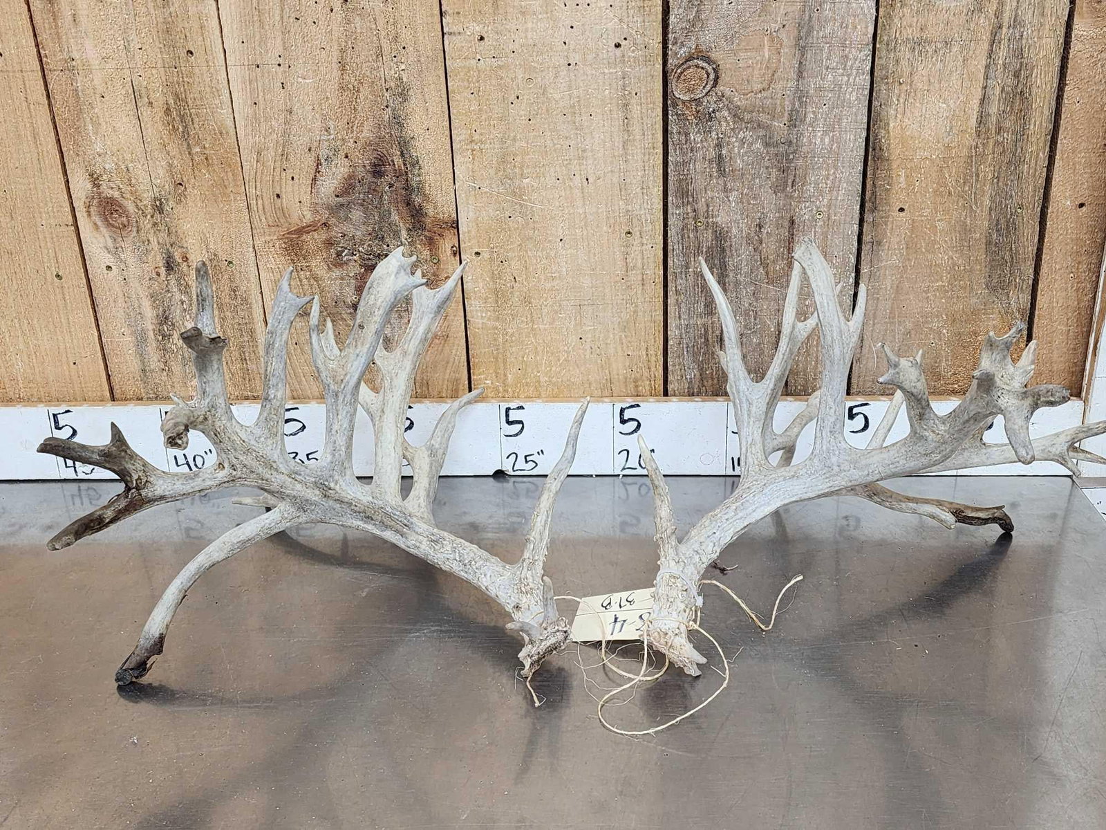 Crazy Nontypical Whitetail Shed Antlers: 58.4 Probably high 200 class tons of extras great look