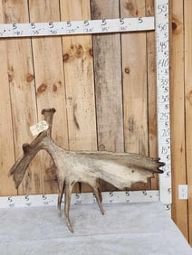 16 Lbs Self Standing Alaskan Moose Shed Antler
