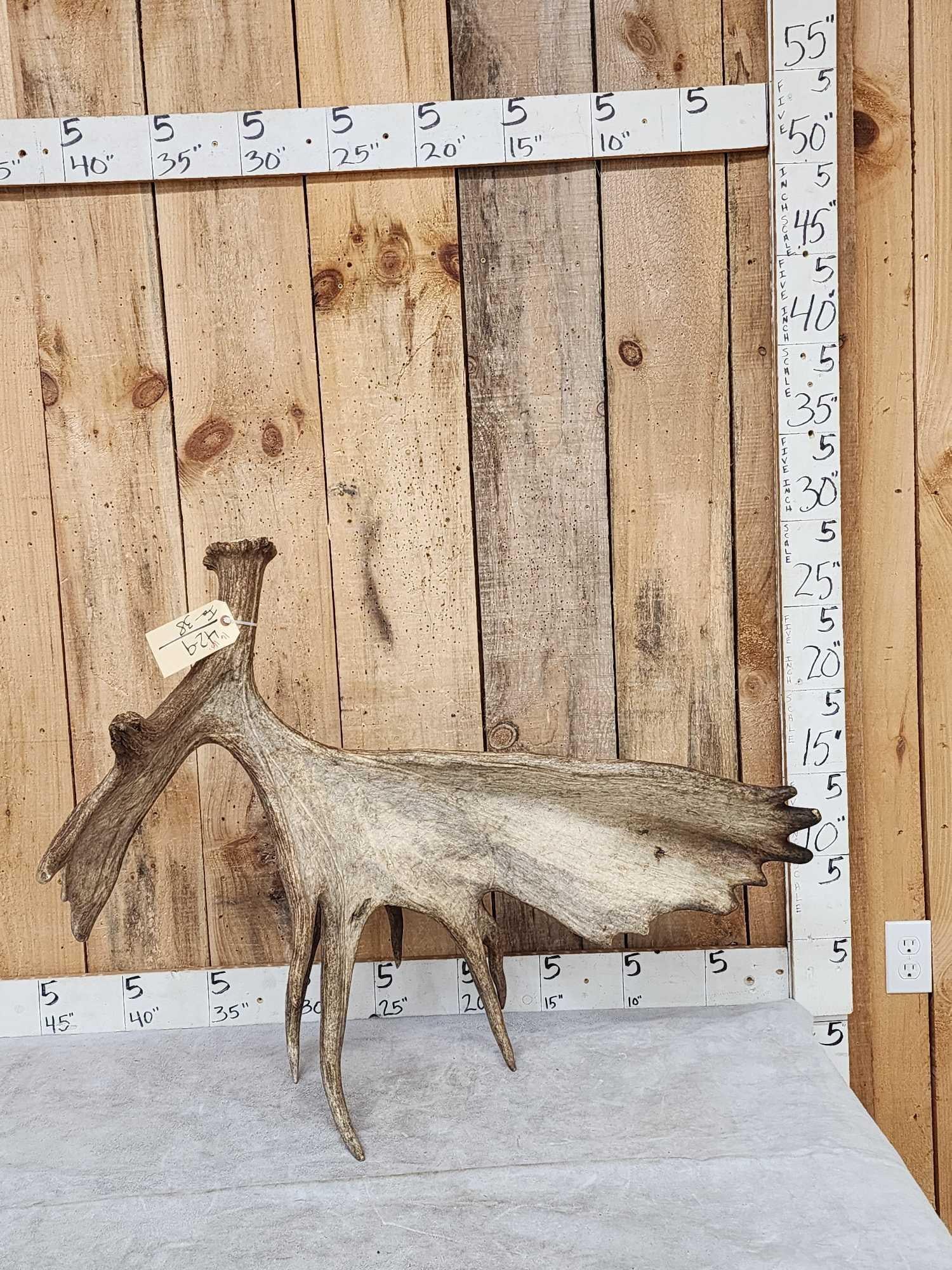16 Lbs Self Standing Alaskan Moose Shed Antler (1 of 11)