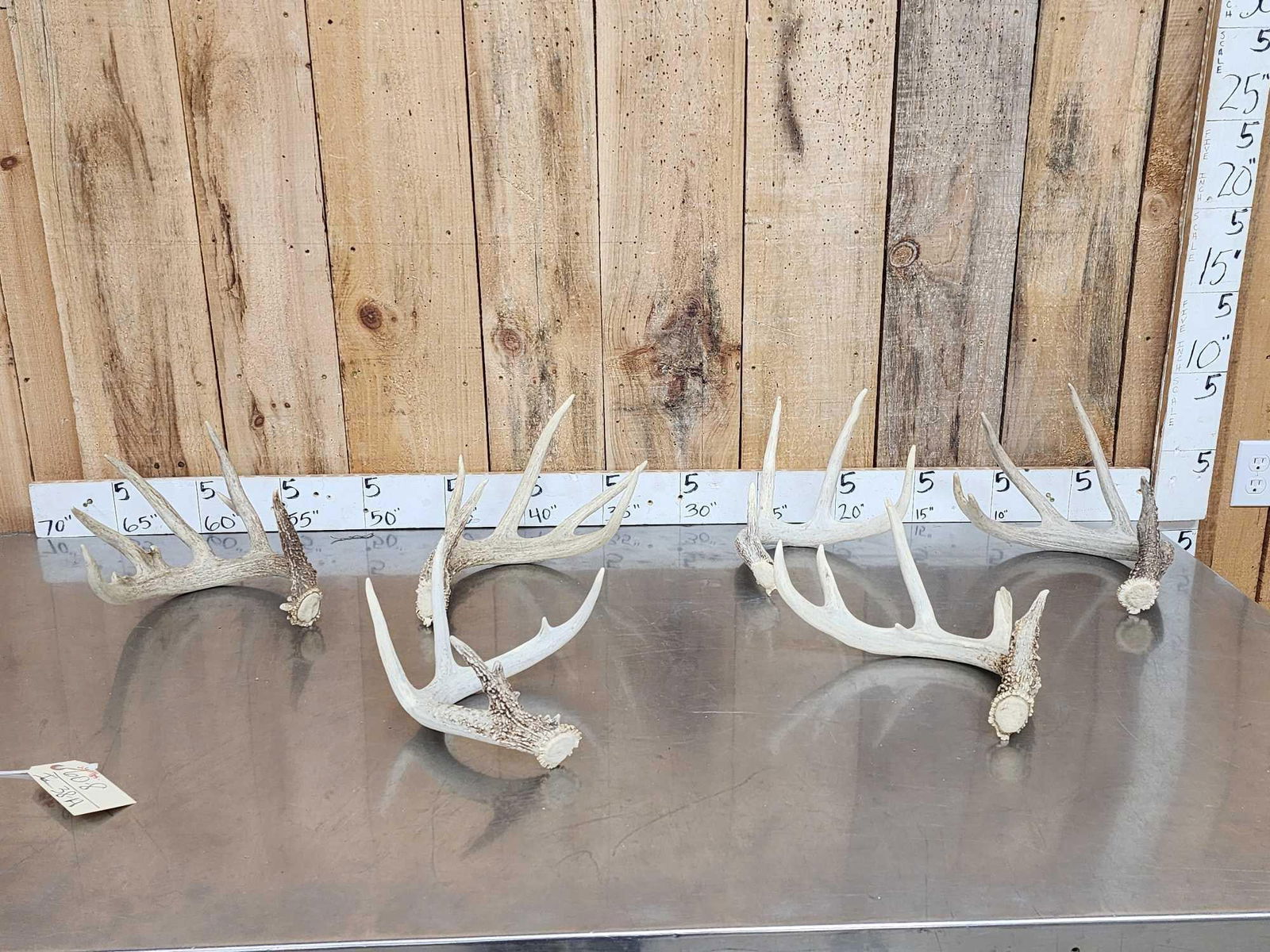 Nice Group Of 6 Bigger Whitetail Shed Antlers: 60.8 Includes a few nice collector pieces 10.4 lbs
