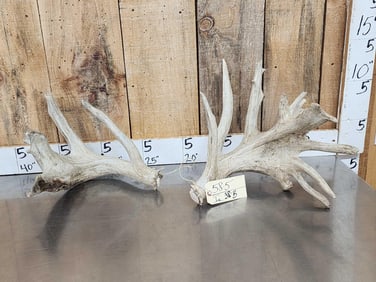 Unbelievably HEAVY Mass Set Of Whitetail Shed Antlers